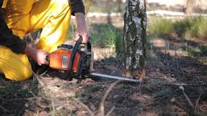 Best Tree Health Inspection  in Quitman, MS