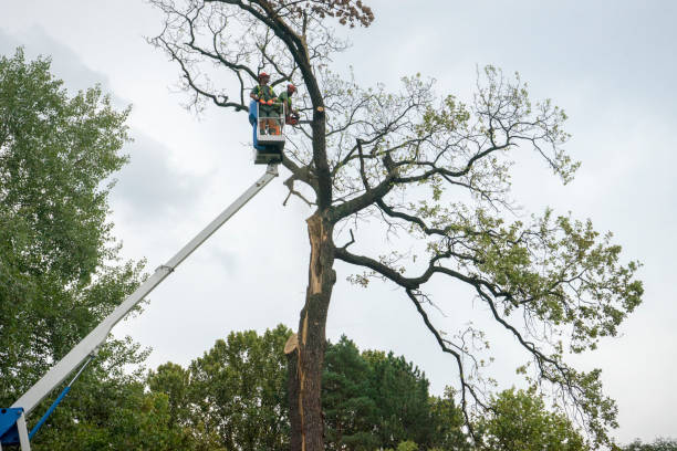 Best Firewood Processing and Delivery  in Quitman, MS