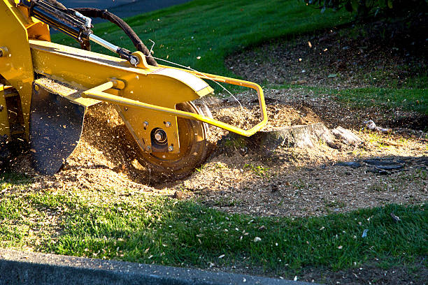 Best Sod Installation  in Quitman, MS